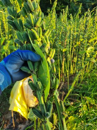 서순희님의 참깨 · 영농일지 작성글 사진