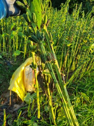 서순희님의 참깨 · 영농일지 작성글 사진