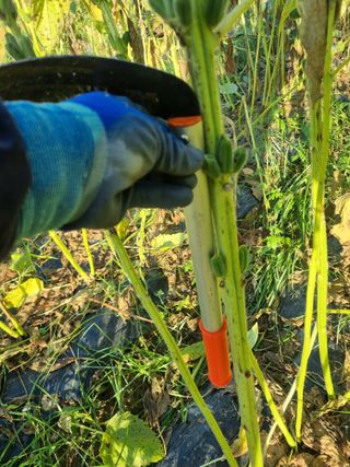 서순희님의 참깨 · 영농일지 작성글 사진