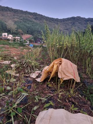 서순희님의 참깨 · 영농일지 작성글 사진