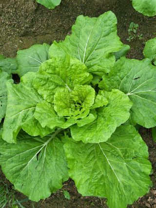 김영준님의 배추 · 영농일지 작성글 사진