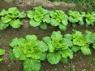 김영준님의 배추 · 영농일지 작성글 사진