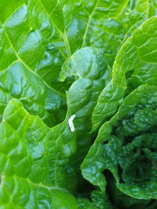 정봉원님의 자유주제 · 자유게시판 작성글 사진