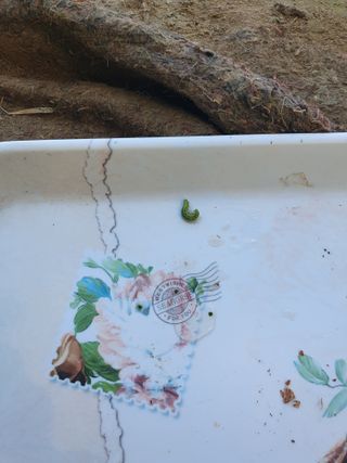 정봉원님의 자유주제 · 자유게시판 작성글 사진