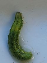 팜모닝 자유주제·자유게시판 게시글 이미지