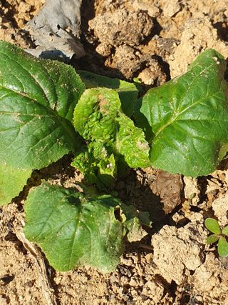 정봉원님의 자유주제 · 자유게시판 작성글 사진