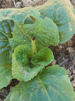 정봉원님의 자유주제 · 자유게시판 작성글 사진