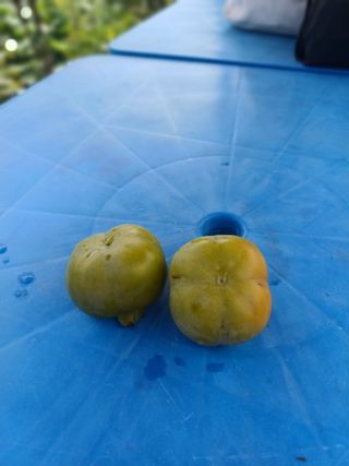 초보퍼머5도2촌준비님의 자유주제 · 자유게시판 작성글 사진