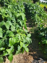 팜모닝 콩·자유게시판 게시글 이미지