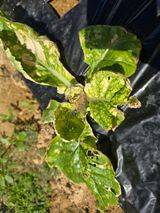 팜모닝 자유주제·자유게시판 게시글 이미지