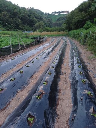 양정순님의 자유주제 · 자유게시판 작성글 사진