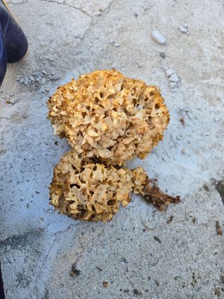 농지임대법님의 유해동물 퇴치하는 비법 공유해주세요 · 참여글 작성글 사진