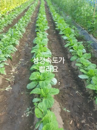 허굴산농장님의 자유주제 · 자유게시판 작성글 사진