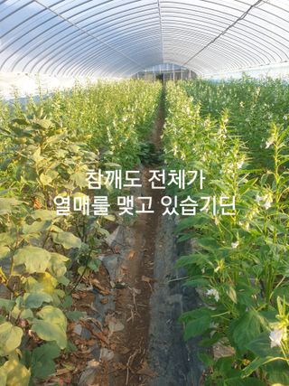 허굴산농장님의 자유주제 · 자유게시판 작성글 사진