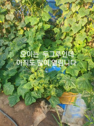 허굴산농장님의 자유주제 · 자유게시판 작성글 사진