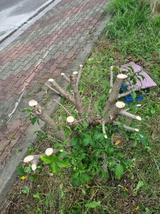 김용대님의 자유주제 · 자유게시판 작성글 사진