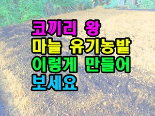 꿈꾸는텃밭님의 마늘 · 영농일지 작성글 사진