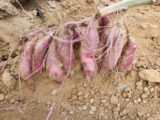 김영옥님의 자유주제 · 자유게시판 작성글 사진