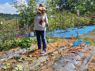김영옥님의 자유주제 · 자유게시판 작성글 사진