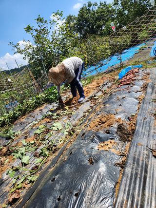 김영옥님의 자유주제 · 자유게시판 작성글 사진