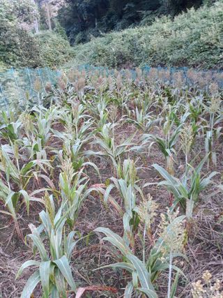조동원님의 자유주제 · 자유게시판 작성글 사진