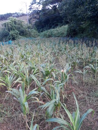 조동원님의 자유주제 · 자유게시판 작성글 사진