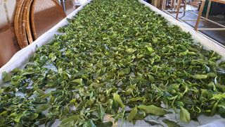 선곡다원님의 기타작물 · 영농일지 작성글 사진