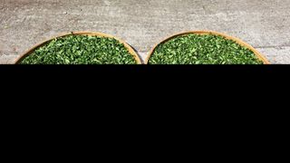 선곡다원님의 기타작물 · 영농일지 작성글 사진