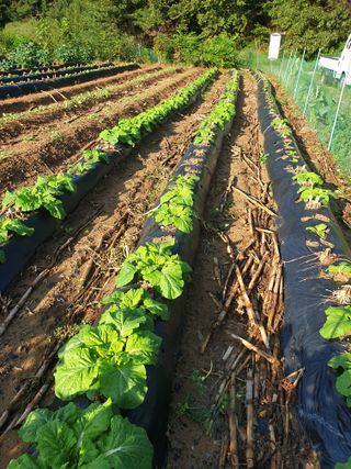 샤이니바다님의 배추 · 영농일지 작성글 사진