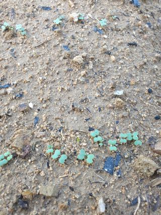 샤이니바다님의 배추 · 영농일지 작성글 사진