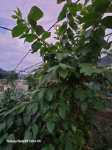 팜모닝 자유주제·자유게시판 게시글 이미지