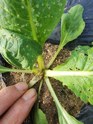 조정구님의 배추 · 병해충상담 작성글 사진