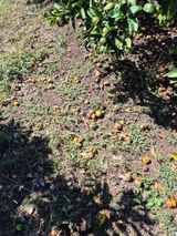 팜모닝 귤·영농일지 게시글 이미지