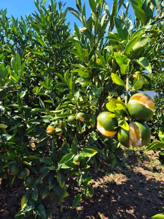 노창래님의 귤 · 영농일지 작성글 사진