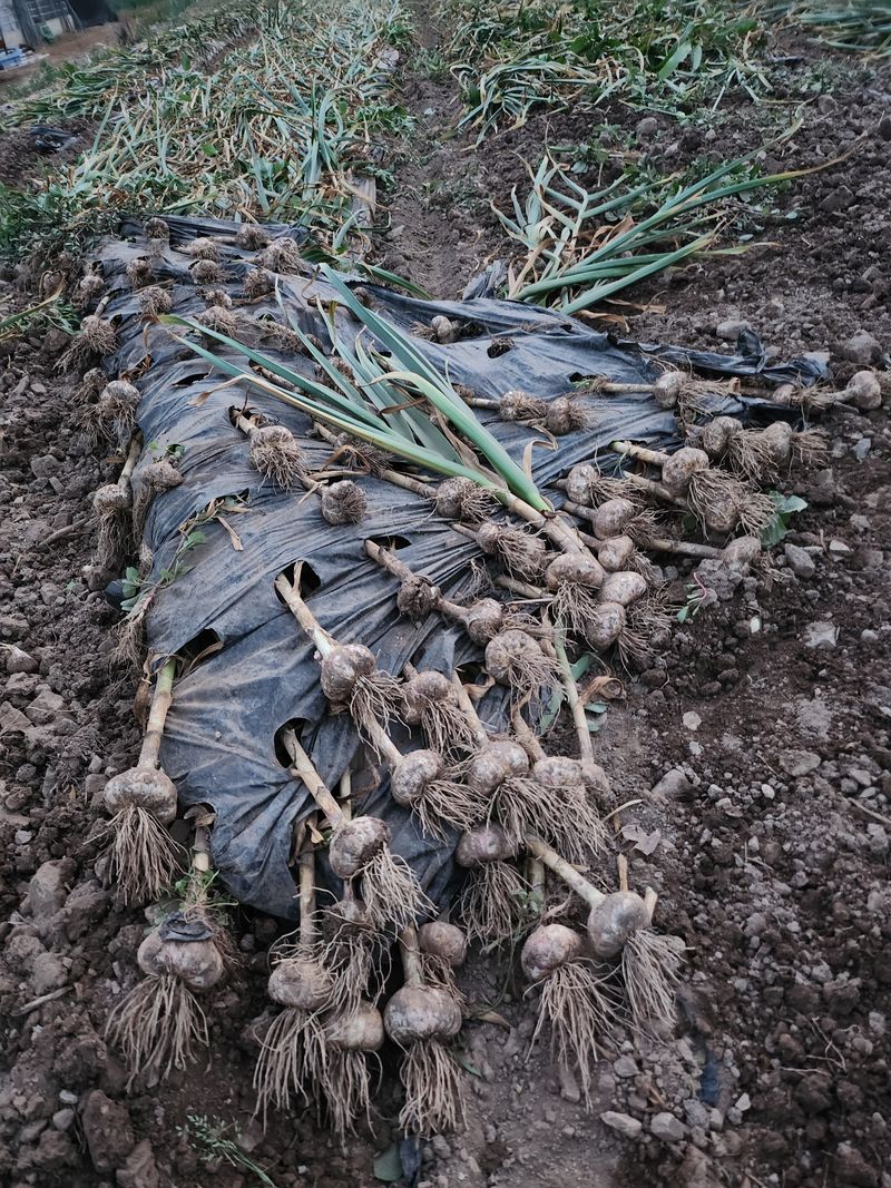 장터 상품 [홍산마늘] 썸네일