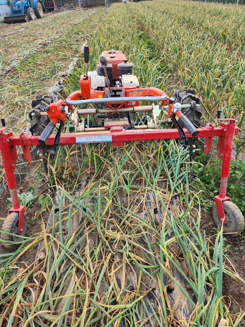 마늘10743님의 장터 판매 상품 [홍산마늘] 첨부 사진