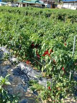 팜모닝 고추·병해충상담 게시글 이미지