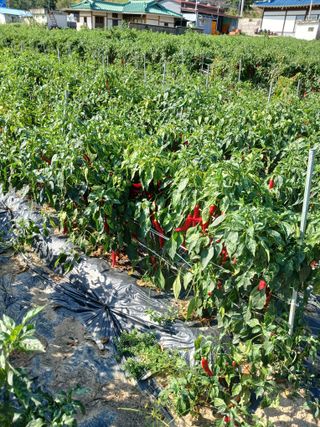 거촌어른님의 고추 · 병해충상담 작성글 사진