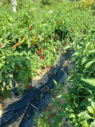 거촌어른님의 고추 · 병해충상담 작성글 사진