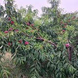 팜모닝 오이·자유게시판 게시글 이미지