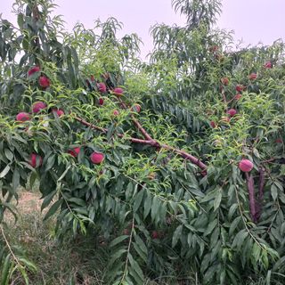 열정하나님의 오이 · 자유게시판 작성글 사진