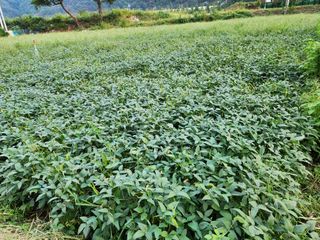 호산님의 콩 · 영농일지 작성글 사진