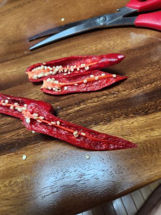 송학님의 고추 · 병해충상담 작성글 사진