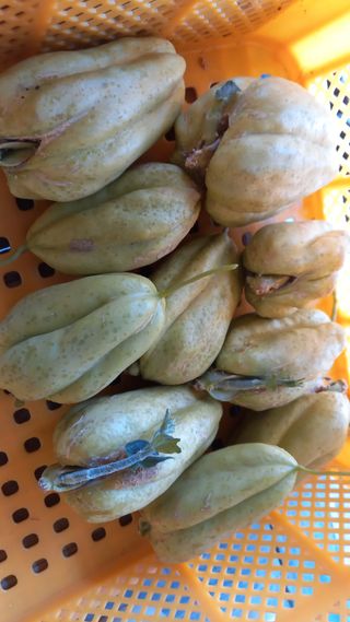 힐링나마시님의 기타작물 · 영농일지 작성글 사진