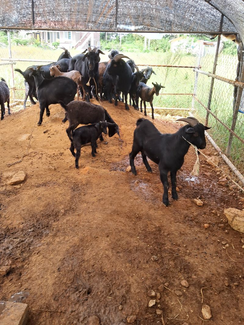 김석현님의 장터 판매 상품 [개량된흑염소] 첨부 사진