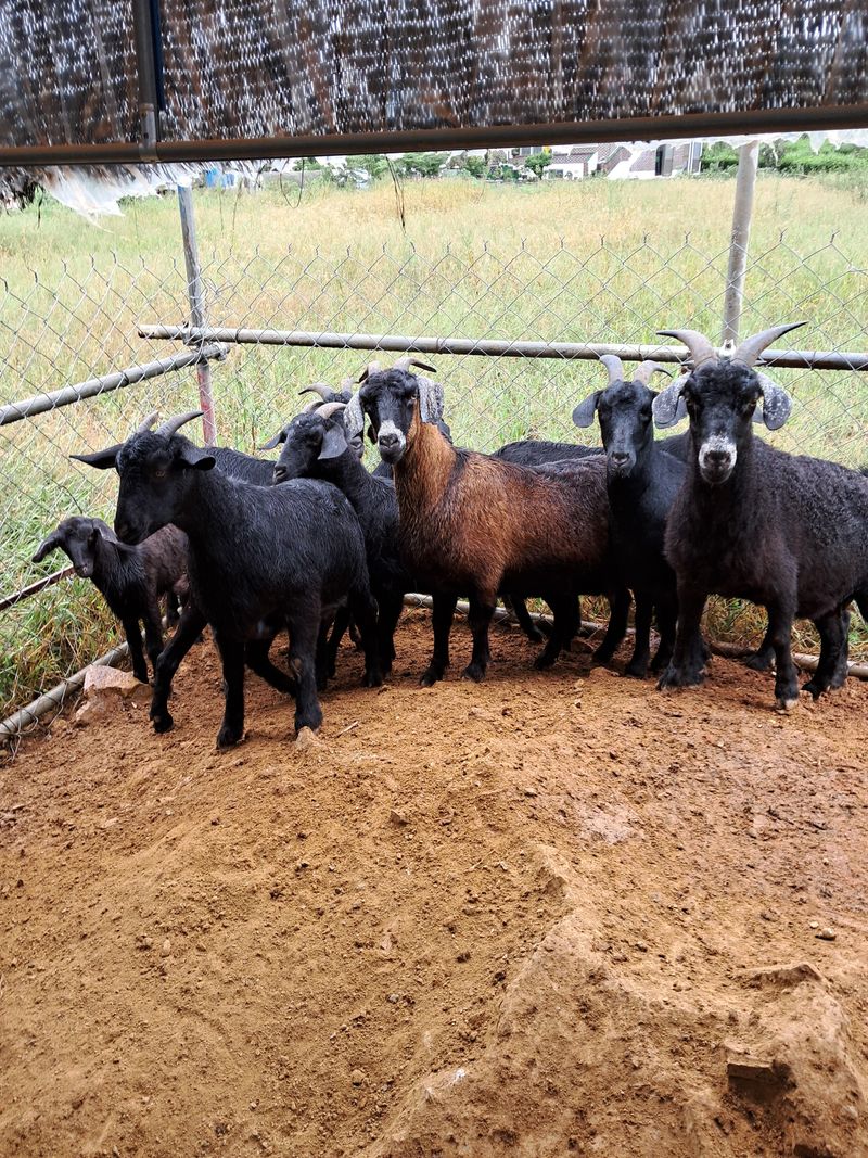 김석현님의 장터 판매 상품 [개량된흑염소] 첨부 사진