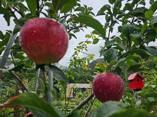 솔바람 님의 사과 · 영농일지 작성글 사진