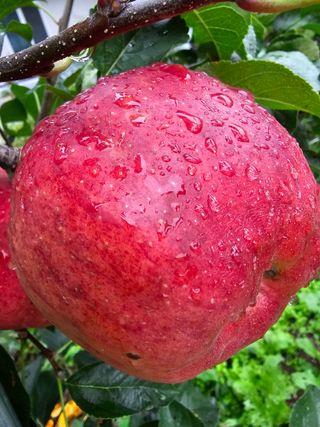 솔바람 님의 사과 · 영농일지 작성글 사진