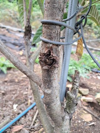 백육칠라지님의 기타작물 · 병해충상담 작성글 사진