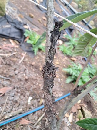 백육칠라지님의 기타작물 · 병해충상담 작성글 사진